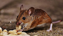 24 Hour & Emergency Exterminators in Lynchburg, TX